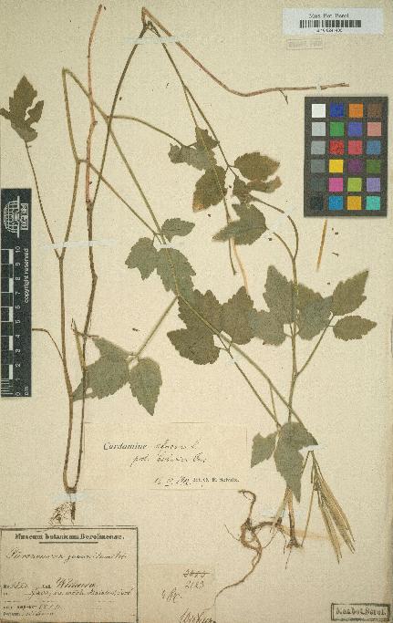 spécimen de Cardamine africana